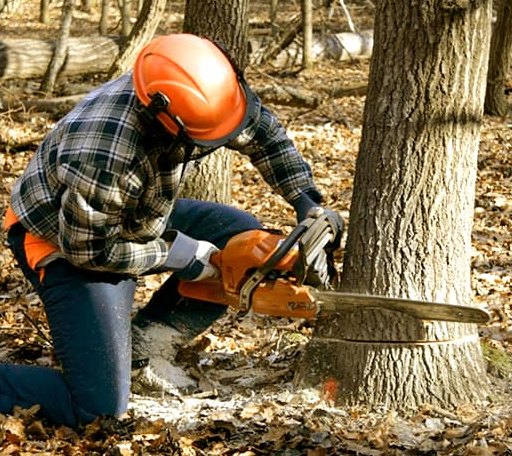 Tree Removal in Pecan Gap, TX